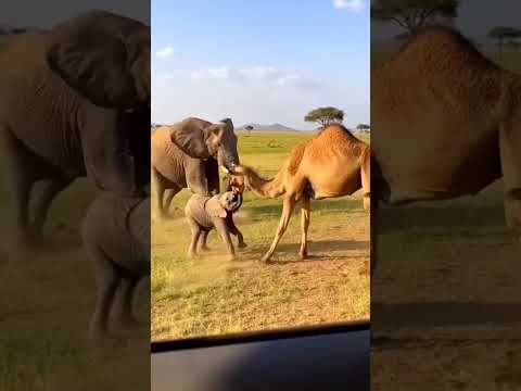 Epic Safari Rescue: Camel Sent Flying by Angry Elephant!