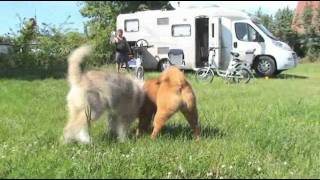 preview picture of video 'CHOW CHOW AND ELO PLAYING'