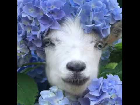 Happy Birthday Leisa