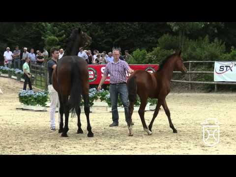 RD075 Stutfohlen von Cascadello I   Contender   Lasino Apple Geräte HD Höchste Qualität