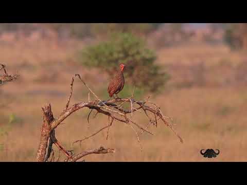 Birds of South Africa  - Swainson's Francolin calling in the early morning sun. Bush Alarm Clock.