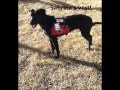 Aspergers Syndrome Service Dog 