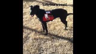 Aspergers Syndrome Service Dog
