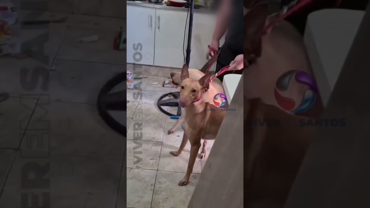 Denúncia de maus tratos resulta em resgate de duas cadelas em Santos.