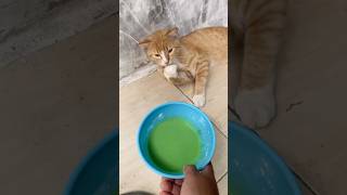 Download lagu Tutorial on making ice dawet #tutorial #icedawet #dawet #comedy #laughter #shorts #alanofficial mp3 Download lagu Tutorial on making ice dawet #tutorial #icedawet #dawet #comedy #laughter #shorts #alanofficial mp3