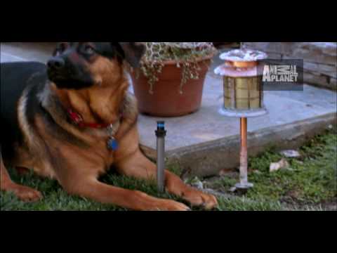 It's Me or the Dog: Killers