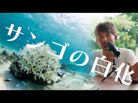 コリアリア ミルティフォリア