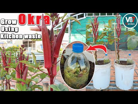How to Grow Okra in Containers using Kitchen Waste