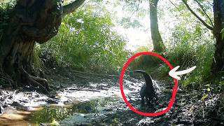 I Set My Camera at a Stream in Rainy Season and Here's What Happened!