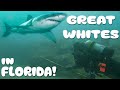 Looking for GREAT WHITE SHARKS in FLORIDA!