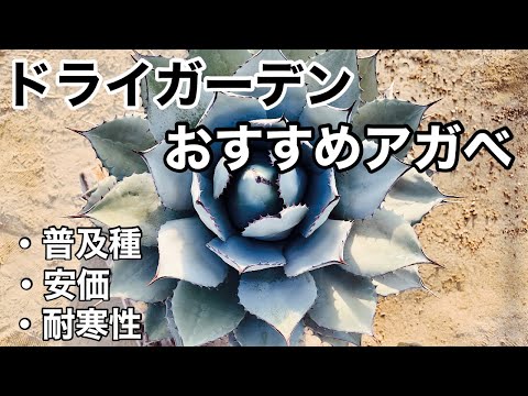 耐寒性屋外多肉植物 寒さに負けない5品種  庭園