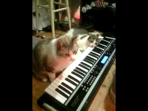 ULTIMATE CAT PARTY ALLIANCE : on piano...