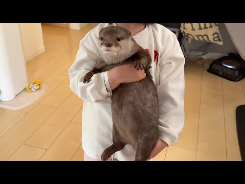 3歳児がカワウソ、猫、ワラビーをそれぞれ抱っこしようとしたら…！ When a 3-year-old tried to hug an otter, a cat, and a wallaby...!