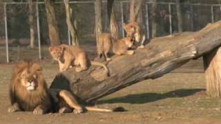 preview picture of video 'Zoo de Thoiry - lionceaux - MALINDI, LA PETITE LIONNE ADOPTEE'