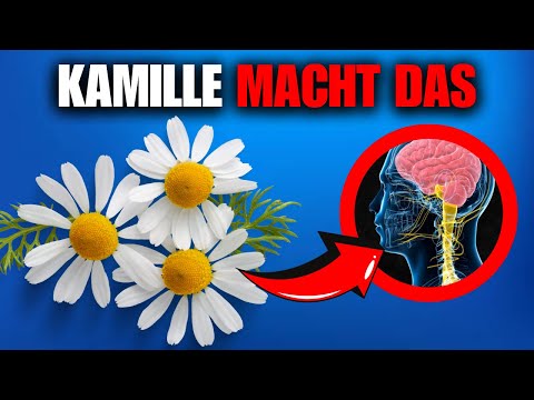DID YOU KNOW THIS ABOUT CHAMOMILE? IT'S INCREDIBLE WHAT HAPPENS TO YOUR BODY!