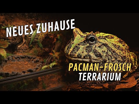 Pacman Frosch Terrarium einrichten 🐸 | Schmuckhornfrosch bekommt ein neues Zuhause