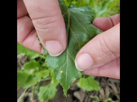 Sugarbeet research helps treat disease and increase yields