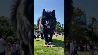 Download lagu anjing raksasa #dog #anjing mp3