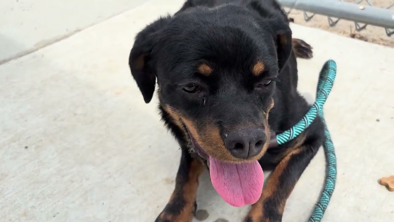 PROSPERITY (Available Aug 18), a ADOPTABLE mixed breed in Wasco, CA video 4/4