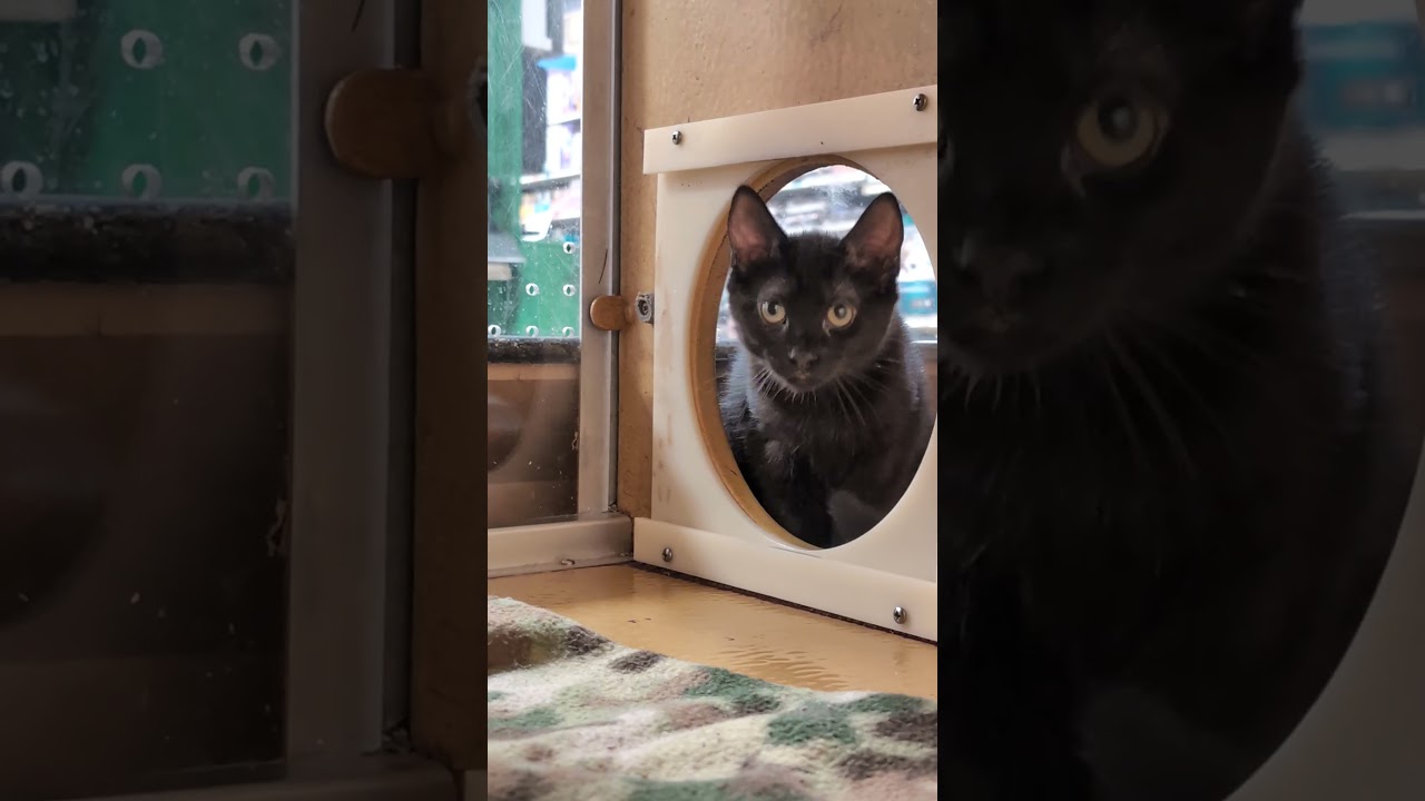 Enlarge Luna, an adopted mixed breed in Pearland, TX video 2/6
