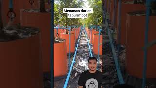 Download lagu Menanam durian dalam pot besar #durian #buah #tabulampot mp3