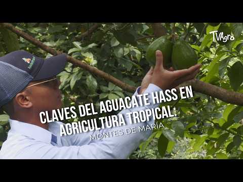 Claves del Aguacate Hass en agricultura tropical: Montes de María - TvAgro por Juan Gonzalo Angel