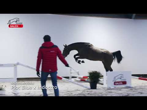 Mooilandra v. Plot Blue x Indoctro