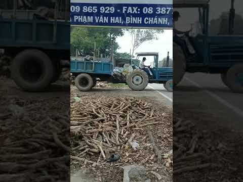 Bán cừ tràm giá tốt