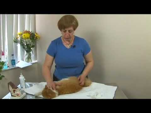 Cat Health: Itchy Skin