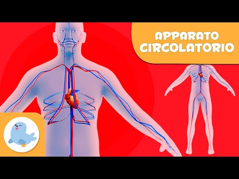 L’apparato circolatorio per bambini | Il corpo umano per bambini