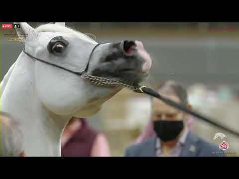 N 444 SIMEON SBEDEE   23rd Qatar National Arabian Horse Show   Stallions 11+ Years Old Class 14