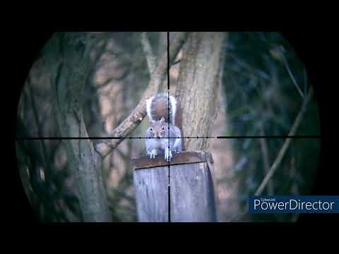 HW97K Vs Grey tree rats