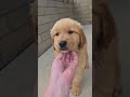Golden Retriever dogs for sale: Bandit - Video 1