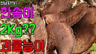 한송이 2Kg가 넘는다구?? 초대형 괴물 능이버섯을 보다!!