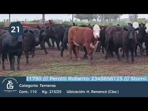 Lote Hembras - Huinca Renancó Cba