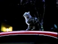 Cat Loves New Honda Accord 98