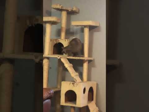 Crazy cat!! Mitzi playing on her cat tree
