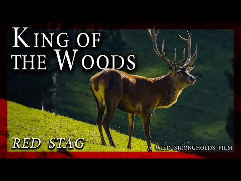 Rothirsch – König der Wälder – Ein Film von Wild Strongholds – 4K