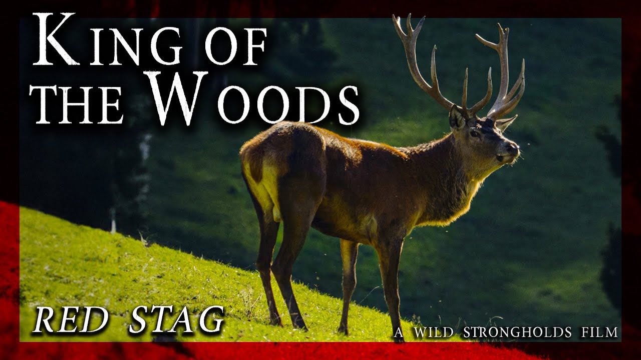 Red Stag - King Of The Woods - A Wild Strongholds Film - 4K