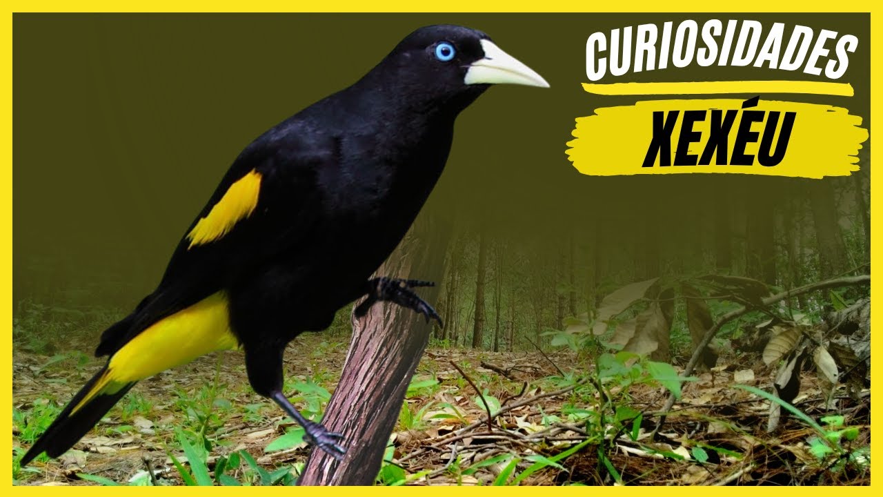 Curiosidades Sobre o Xexéu Veja os Fatos Interessantes Sobre a Ave