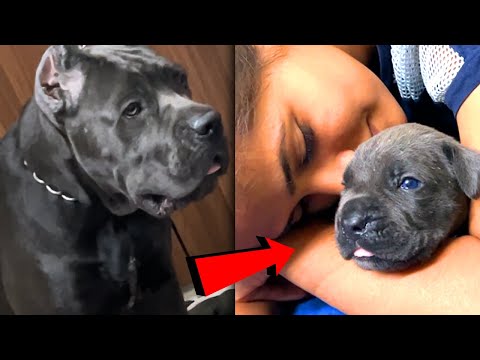 Finally fenny ka puppy book kar diya 😍