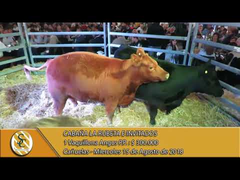 15-08-18 Venta de Hembras P.P. - Cabaña La Rubeta e Invitados - Cañuelas