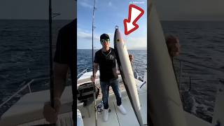 Download lagu This man's fishing bait is as big as a gaban😱 #shorts #viralvideo #fishing #fishing #grouper mp3