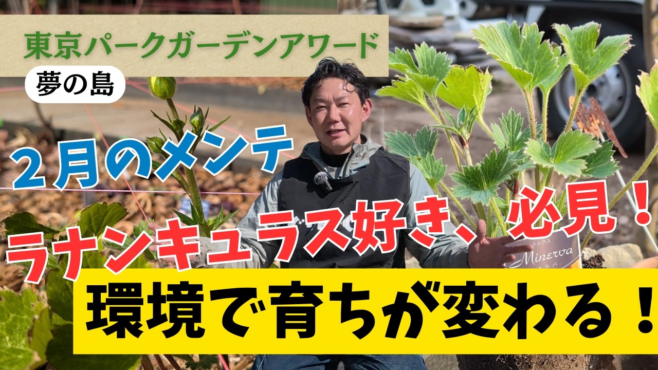 ラナンキュラスラックスミネルバ開花動画