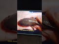 How To Differentiate Male And Female Channa Channafish Channa Snakehead Channalimbata