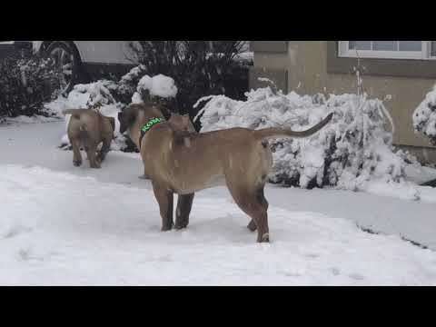 Barbarian Boerboels