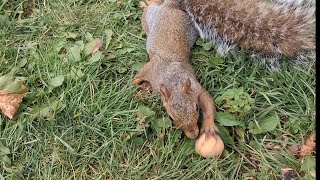 2 Cute Furryfriends 😍 #Squirrel #friends #wildlife #love #nature #thankful #litt