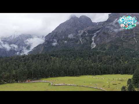 Live: Exploring Spruce Meadow at Yulong Snow Mountain – A alpine grassland beneath snow peaks