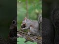 Cute squirrel sounds | Squirrel Noises
