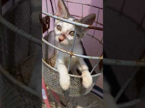 #cutebabycat💝sooocute🤗